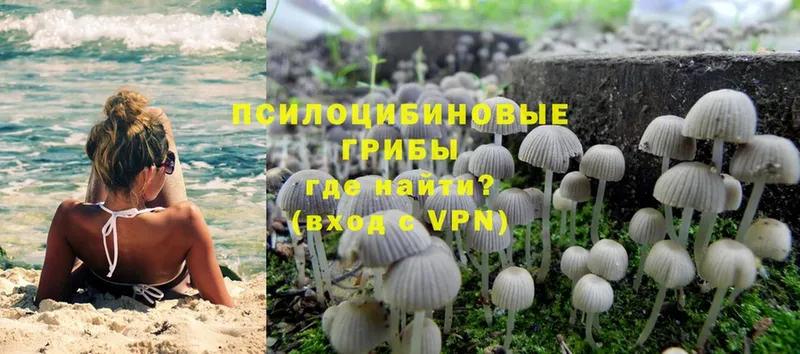 что такое наркотик  Калачинск  Псилоцибиновые грибы Psilocybe 